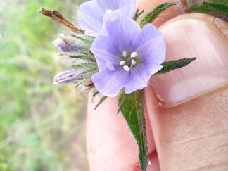 flores herbario